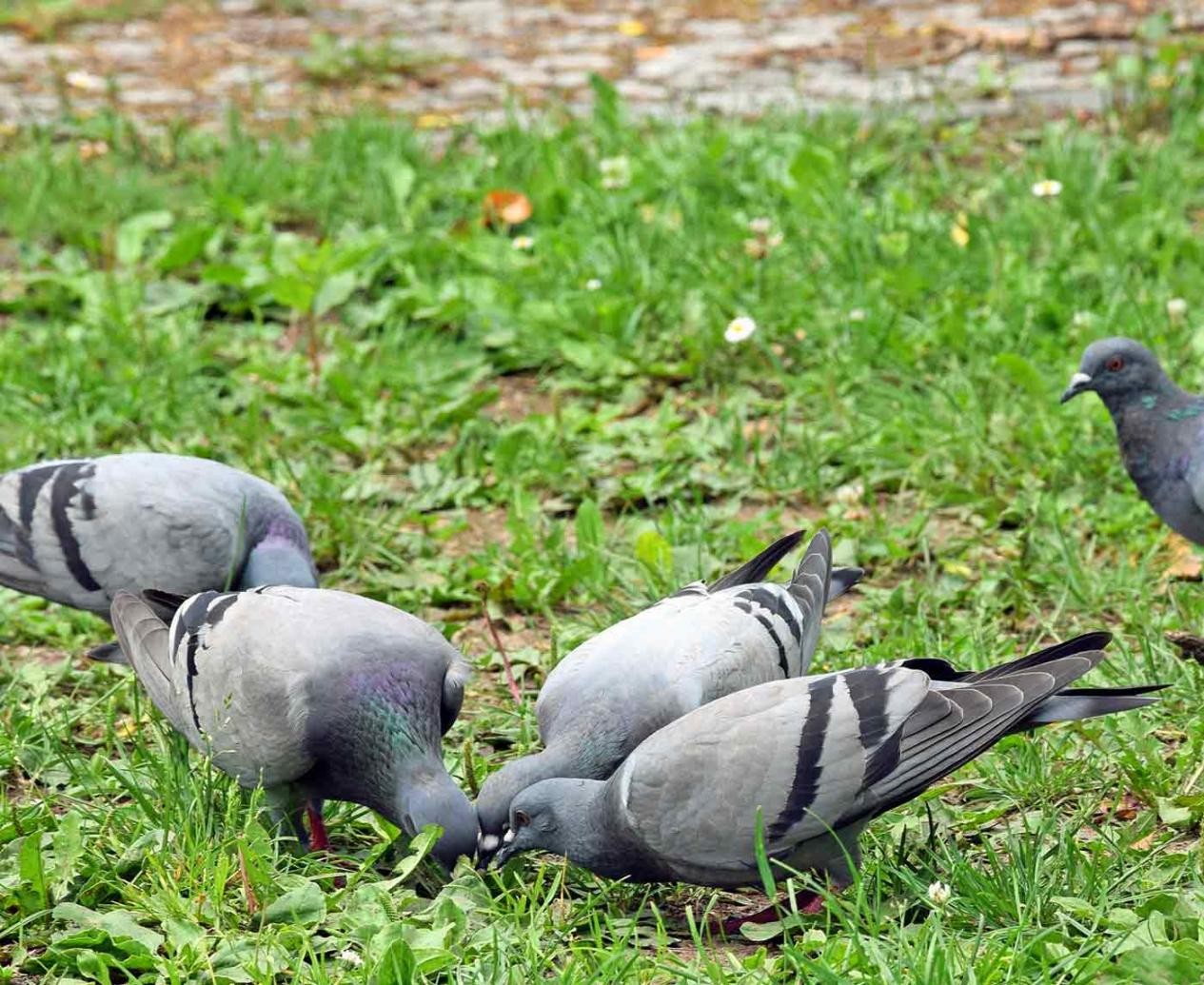 Tauben auf der Wiese. Mehrere Tauben auf der Wiese.