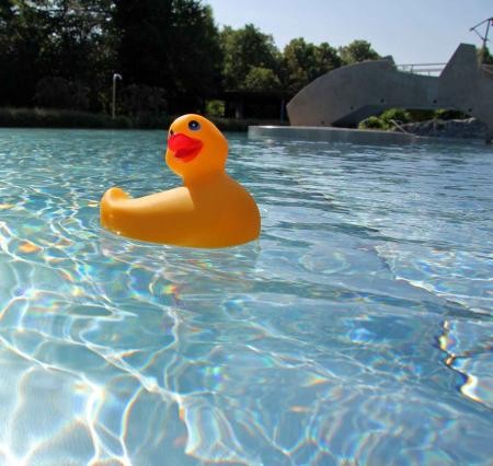 Gelbe Ente im Wasser.